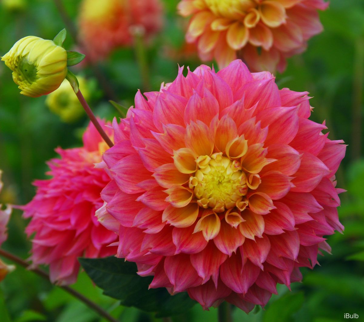 Dahlia (fimbriata) KOGANE FUBUKI