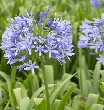 Agapanthus PETER PAN in vaso
