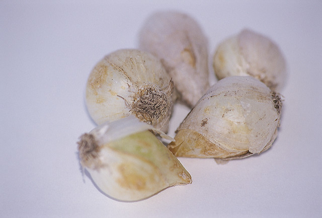 Allium caeruleum (azureum)