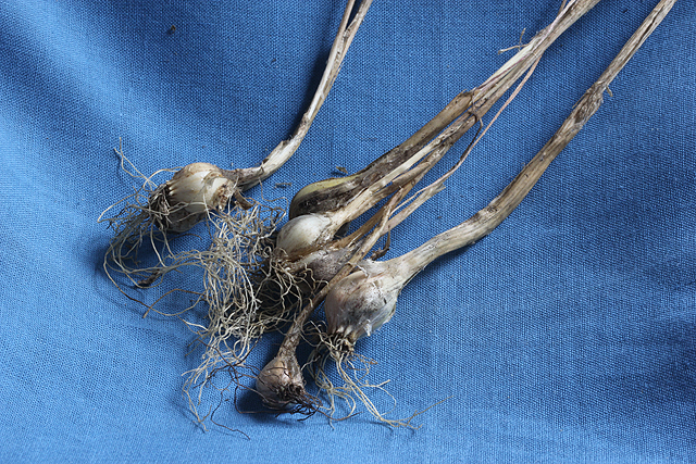 Allium flavum