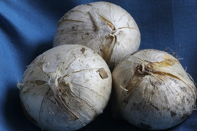 Allium MONT BLANC