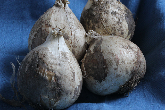 Allium schubertii