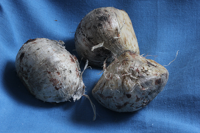 Allium jesdianum EARLY EMPEROR
