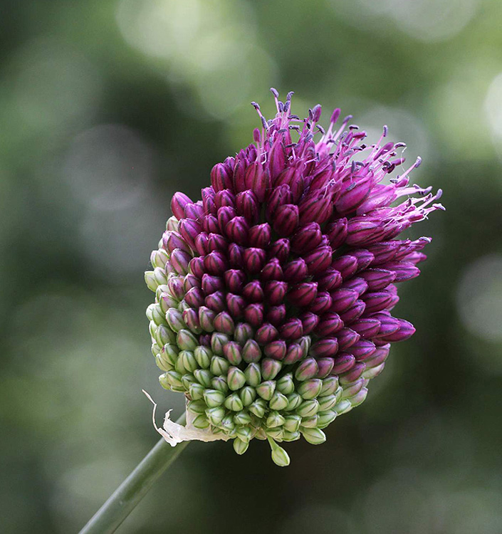 Allium RED MOHICAN