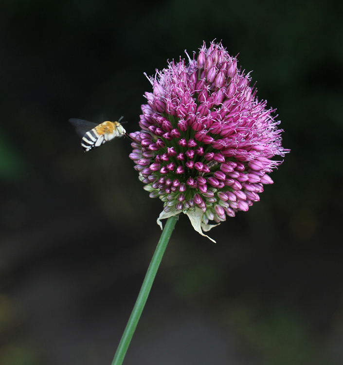 Allium RED MOHICAN