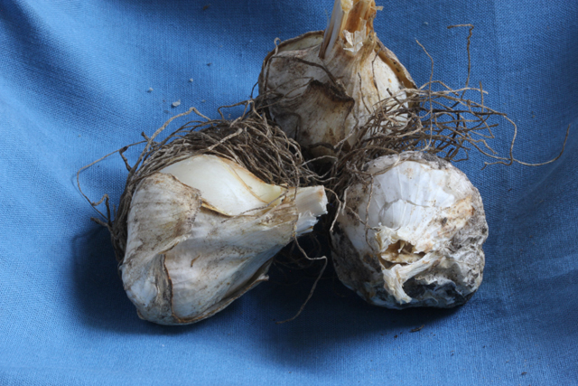 Allium RED MOHICAN