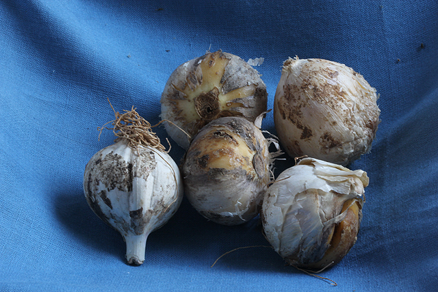 Allium basalticum SILVER SPRING