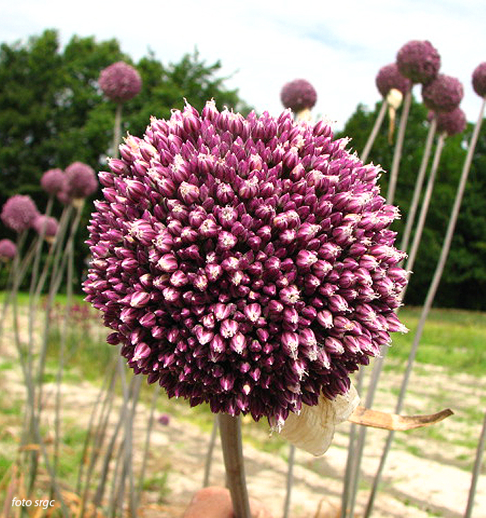 Allium SUMMER DRUMMER
