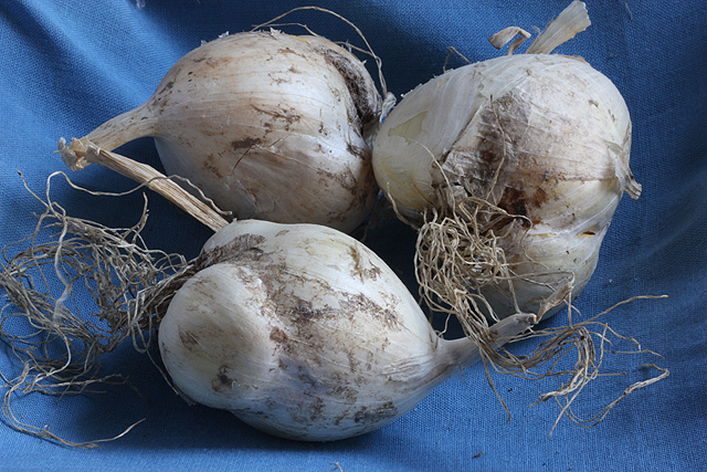 Allium SUMMER DRUMMER