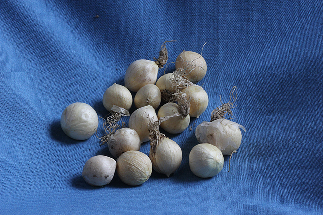 Allium CAMELEON