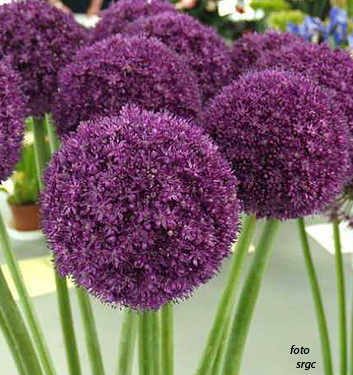 Allium AMBASSADOR