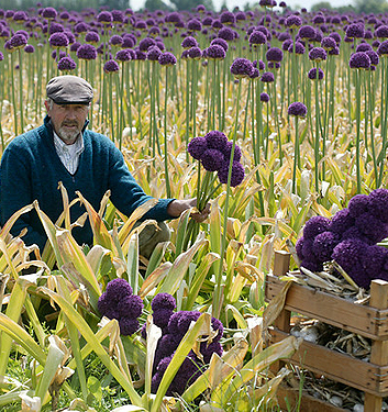 Allium AMBASSADOR