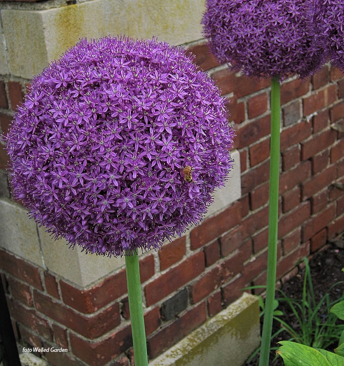 Allium AMBASSADOR