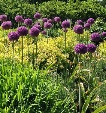 Allium AMBASSADOR