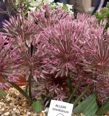 Allium nevskianum