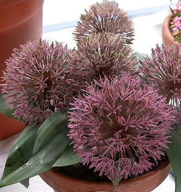 Allium nevskianum