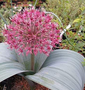 Allium nevskianum