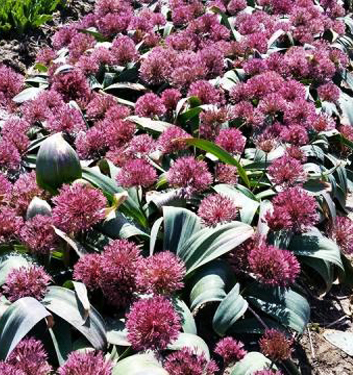 Allium nevskianum