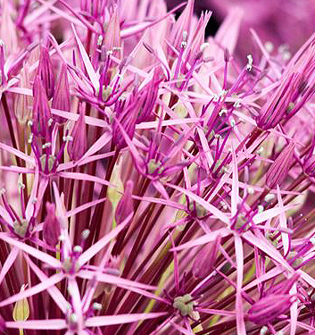 Allium PURPLE RAIN