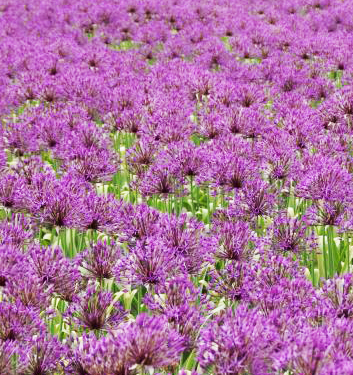 Allium PURPLE RAIN