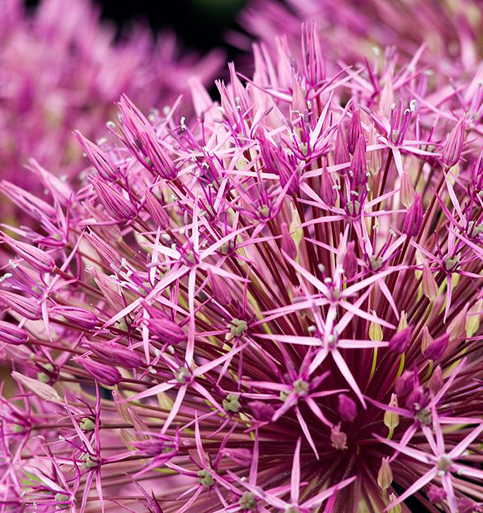 Allium PURPLE RAIN