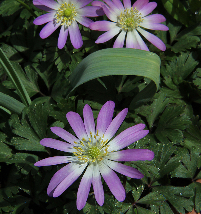 Anemone blanda CHARMER