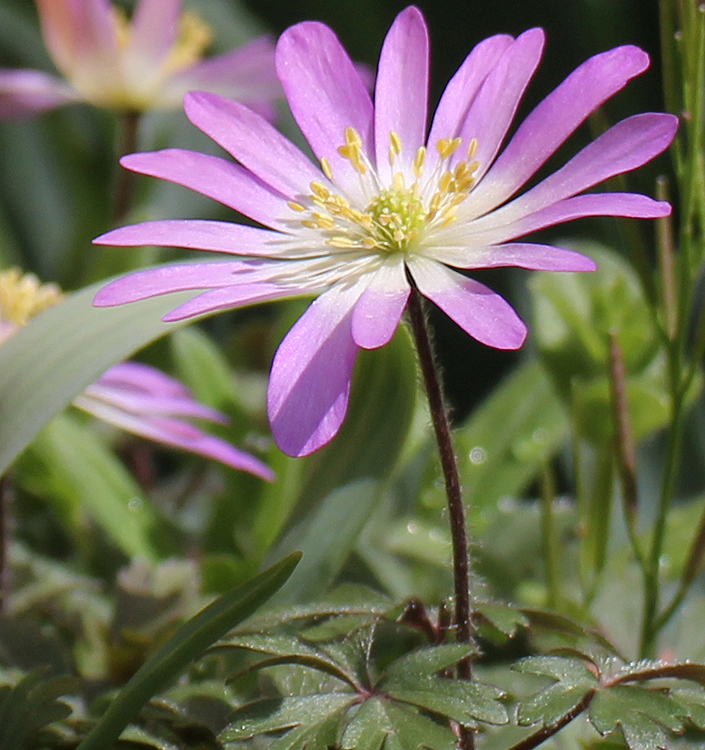 Anemone blanda CHARMER