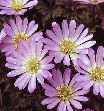Anemone blanda PINK STAR