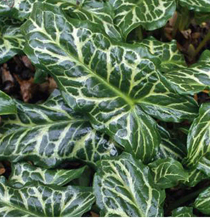 Arum italicum 'Marmoratum'