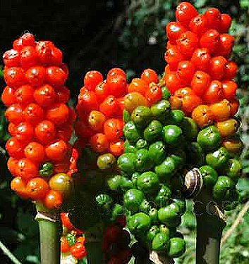 Arum italicum 'Marmoratum'