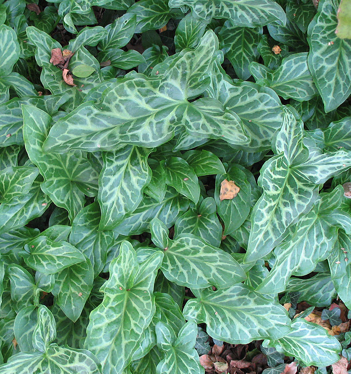 Arum italicum 'Marmoratum'
