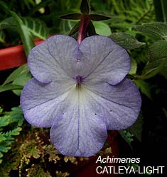 Achimenes CATTLEYA-LIGHT