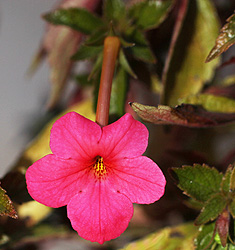 Achimenes HARRY WILLIAMS