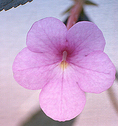 Achimenes PEACH BLOSSOM