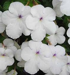Achimenes SNOWPRINCESS