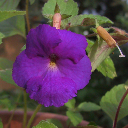 Achimenes pulcherrima