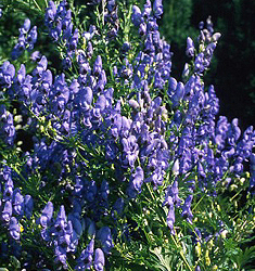 Aconitum fischeri