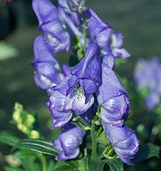 Aconitum fischeri