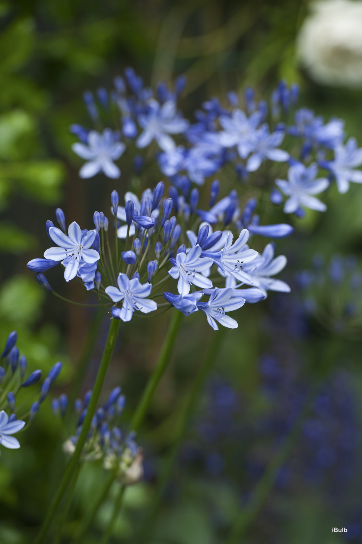 Agapanthus africanus (A.umbellatus; A.praecocx orientalis)