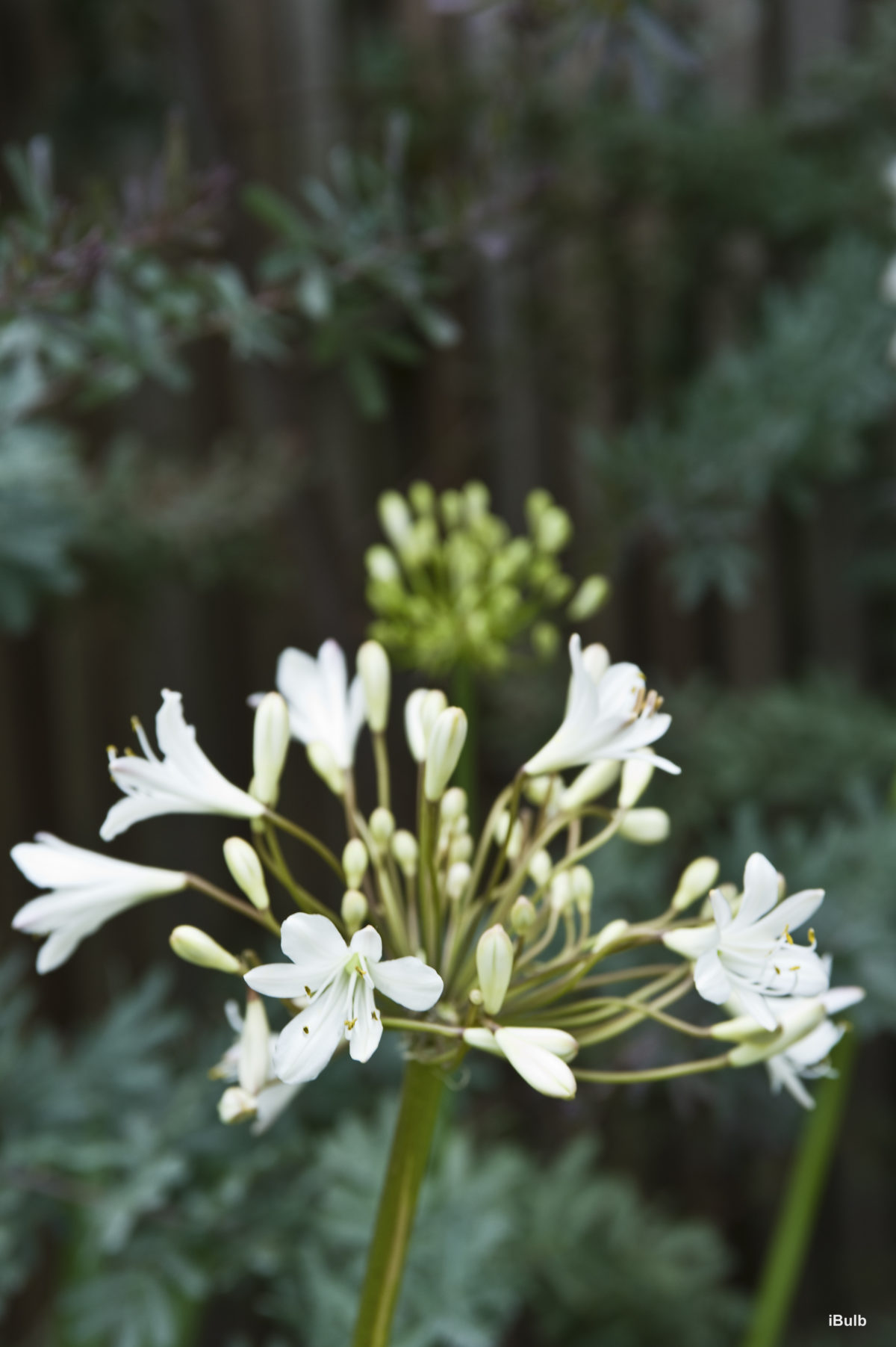 Agapanthus africanus 'Albus' (A.umbellatus Albus ; A.praecocx orientalis Albus)