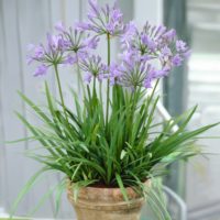 Agapanthus PETER PAN in vaso