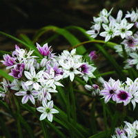 Allium CAMELEON