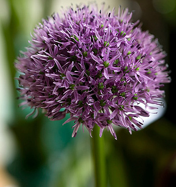 Allium GLADIATOR