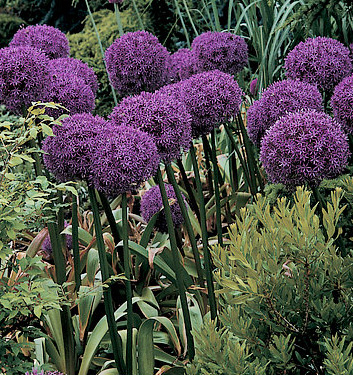 Allium GLADIATOR