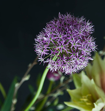 Allium GLADIATOR