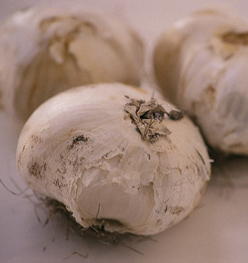 Allium GLADIATOR