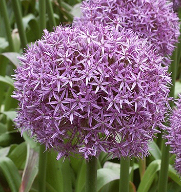 Allium GLOBEMASTER