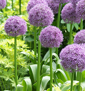 Allium GLOBEMASTER