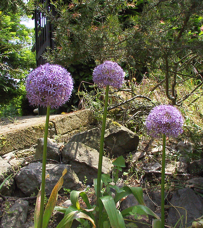 Allium GLOBEMASTER