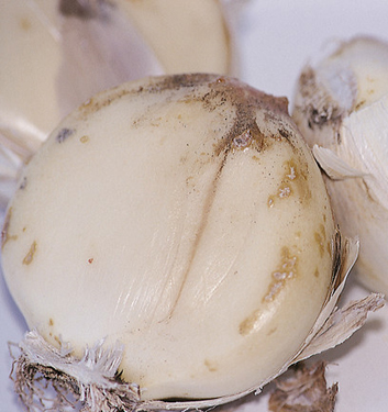 Allium GLOBEMASTER